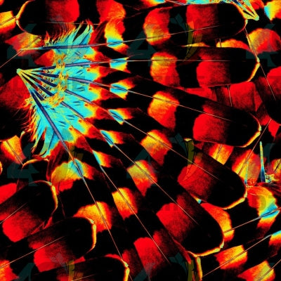 Hawk Feathers Fire and Turquoise 42 Inch Cotton Poplin Pre Order