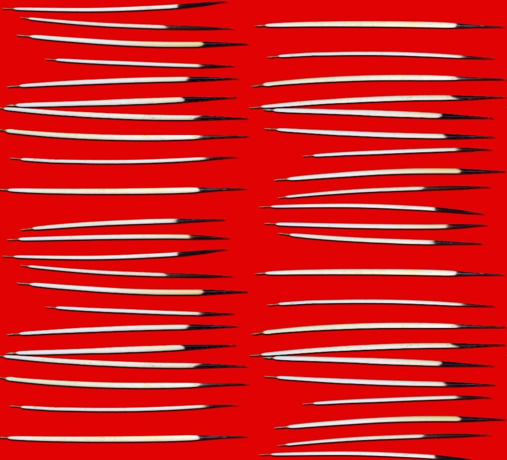 Quills Dancing Red 56 Inch Cotton Poplin Pre Order