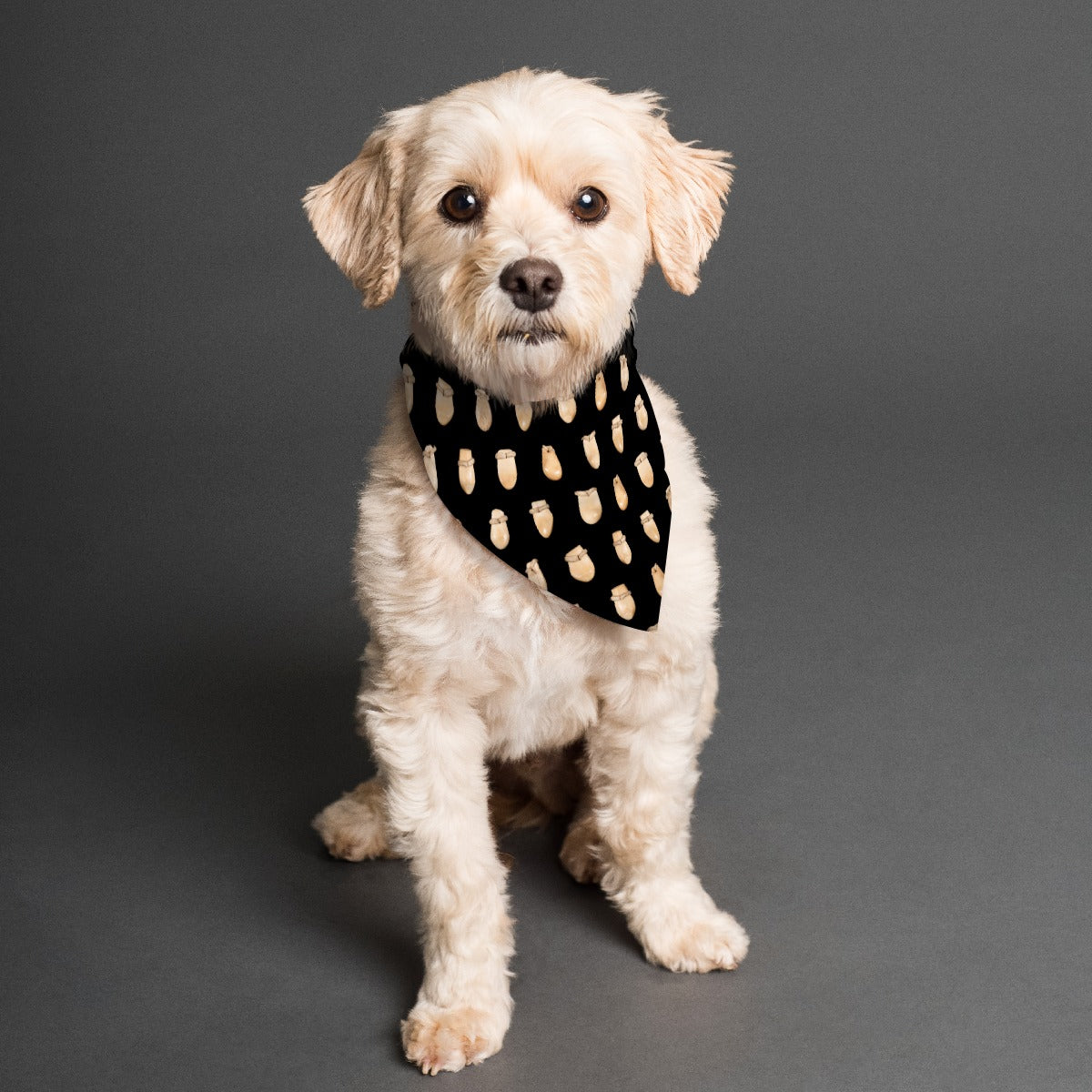 Elk Teeth on Black Pet's Scarf